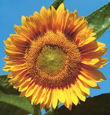Sunrich Gold sunflower